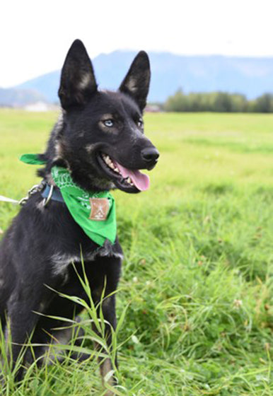 Grass AK Starfish Co. & AK Wild Salmon Bandana